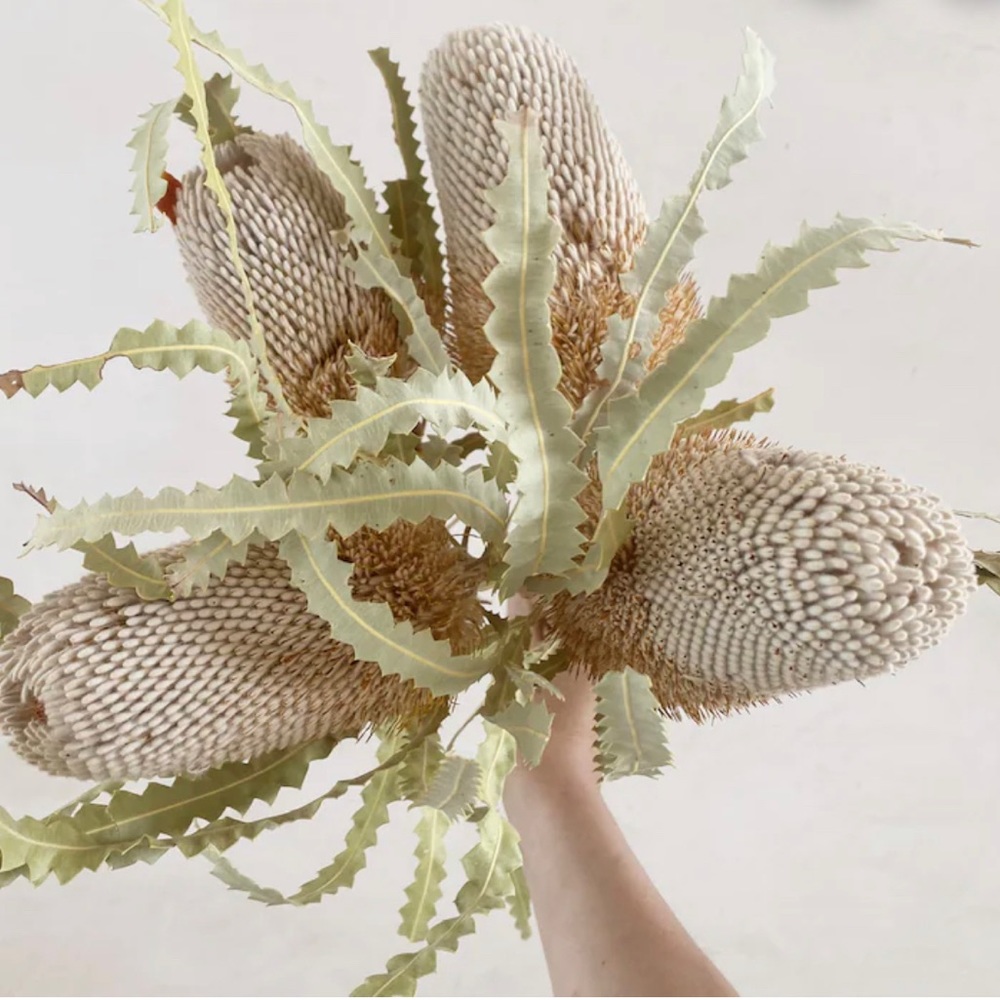 (1) Dried Banskia Stem - Dried Flower